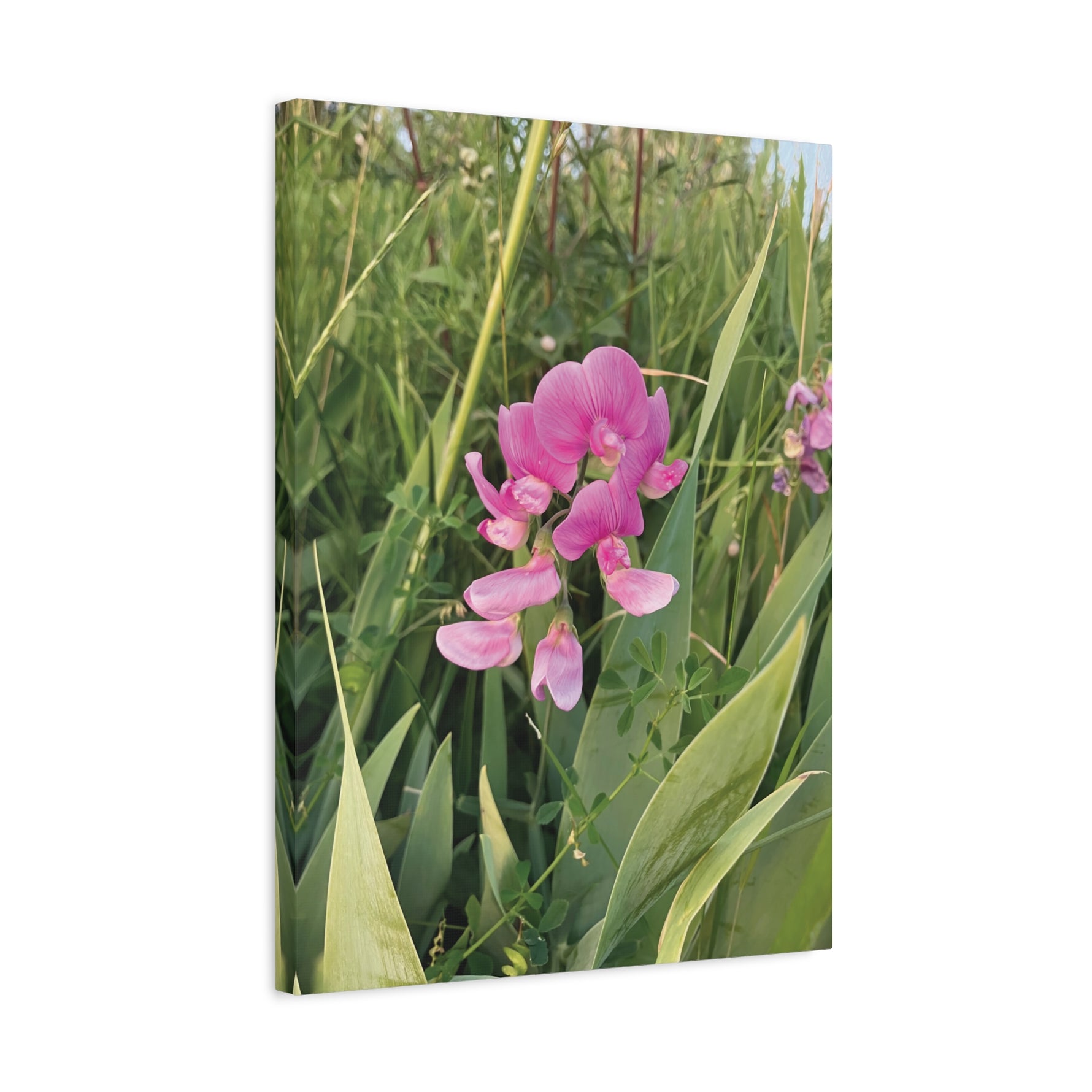 Stretched Matte Canvas - Flower of Lathyrus