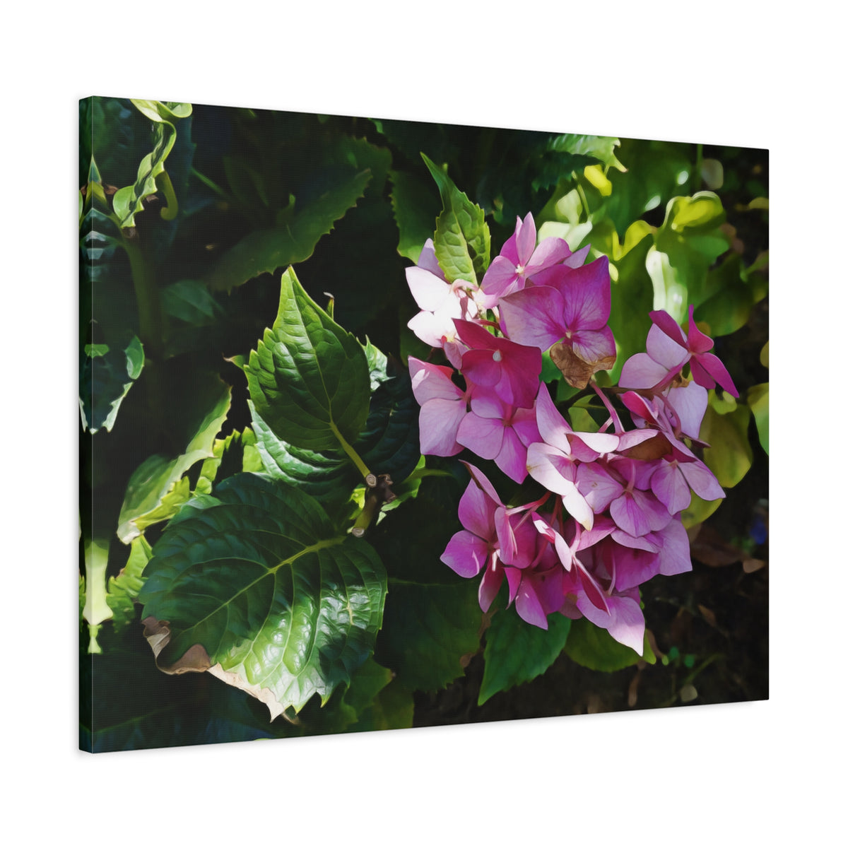 Stretched Matte Canvas - Flower of Ortensia/Hydrangea Macrophylla
