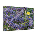 Stretched Matte Canvas - Flower of Lavender and Chamomile