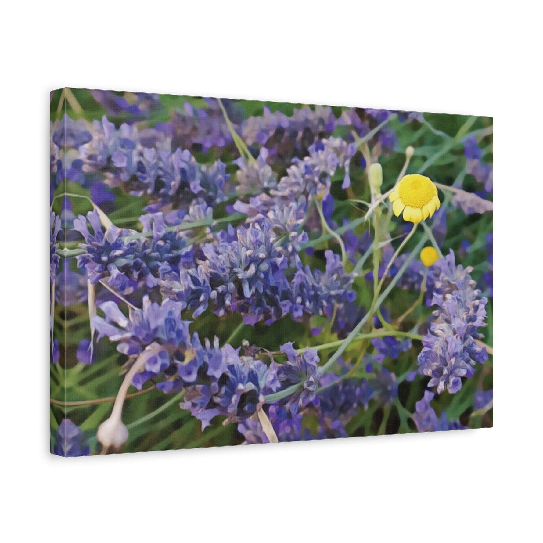 Stretched Matte Canvas - Flower of Lavender and Chamomile
