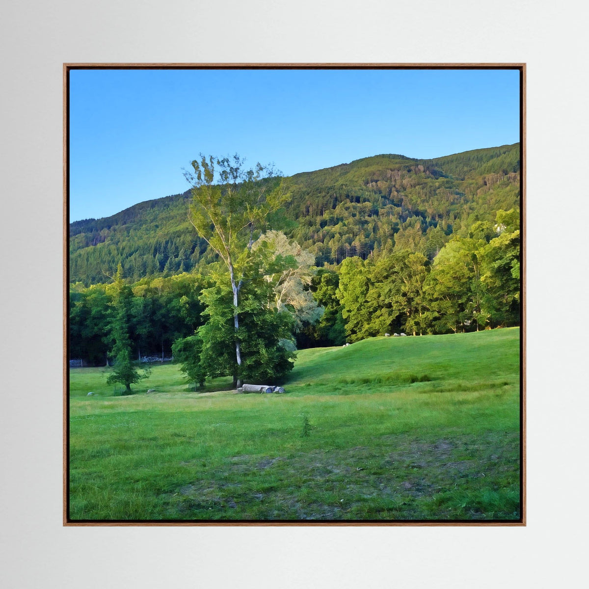 Forest, Meadow