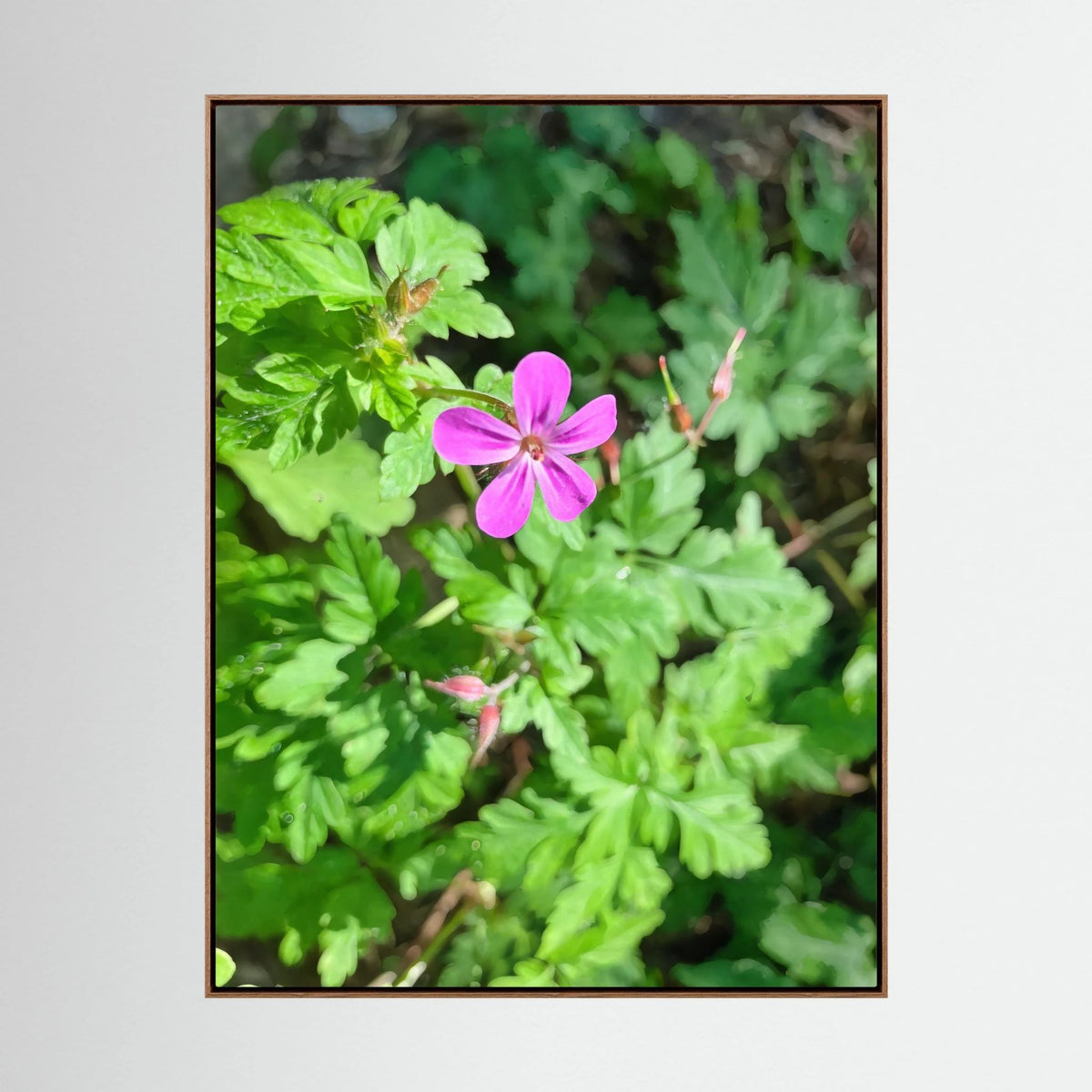 Geranium Robertianum