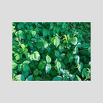 Rubus Leaves