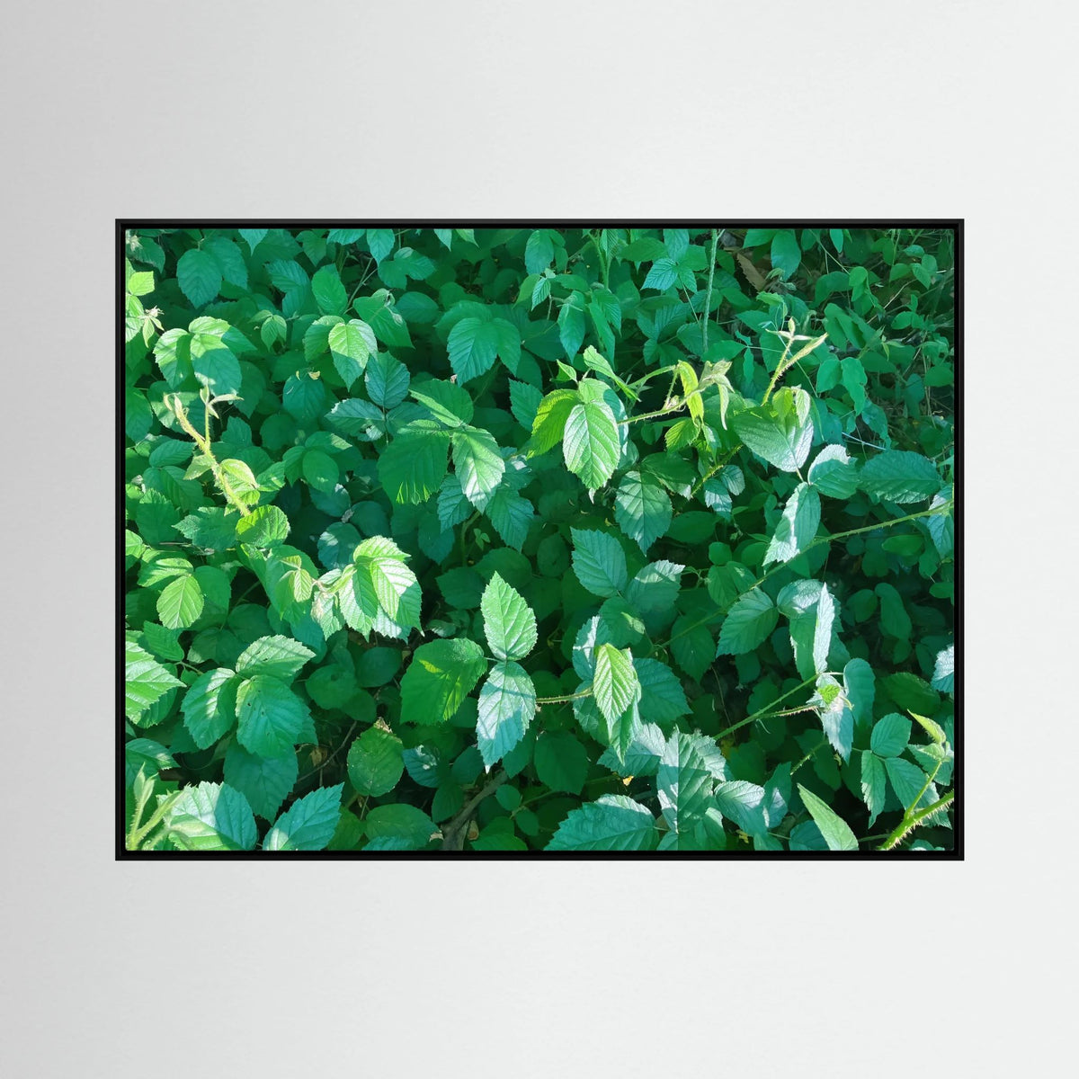 Rubus Leaves