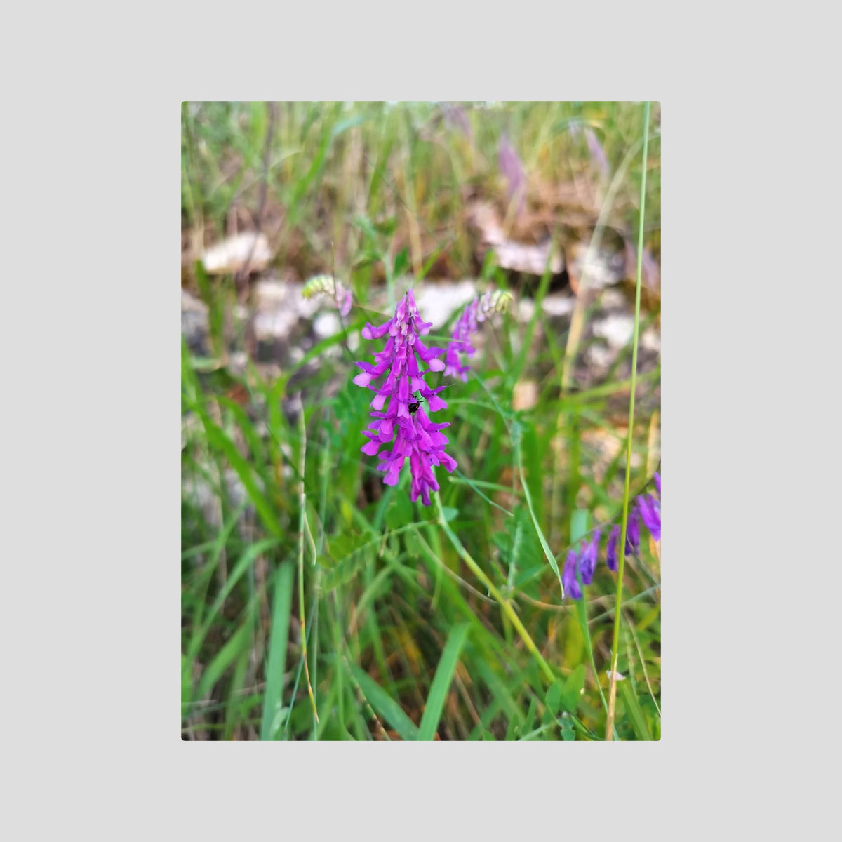 Vicia Tenuifolia