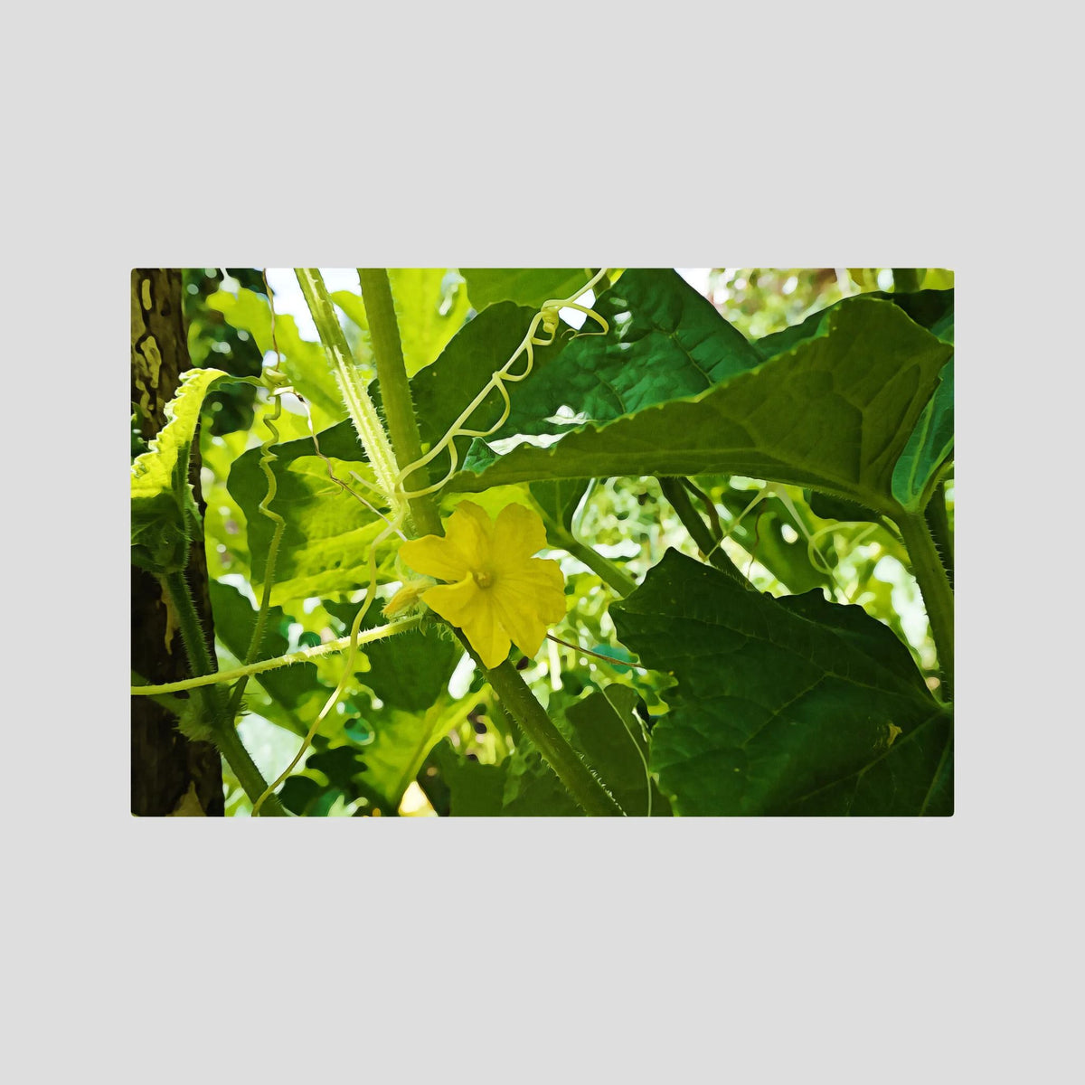 Cucumber Flower (Cucumis sativus)