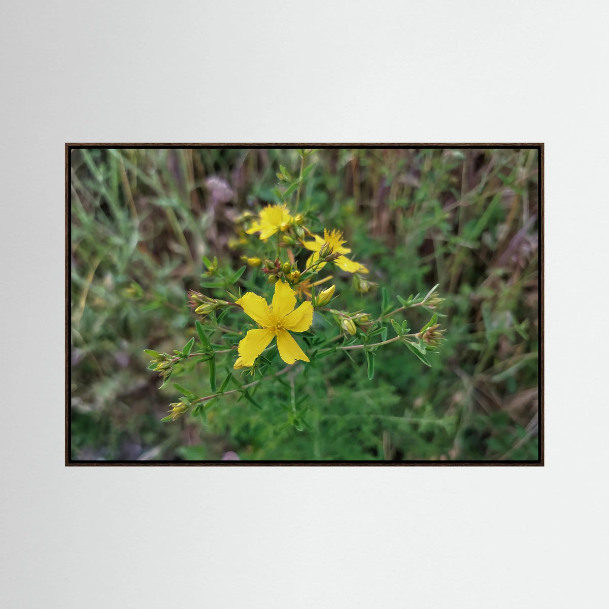 Hypericum Perforatum