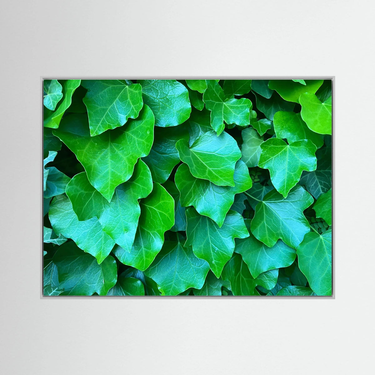 Hedera Helix