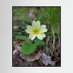 Primula