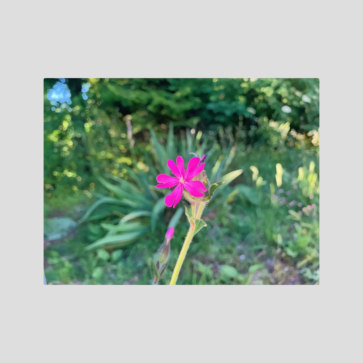 Silene Dioica, Pink in Green