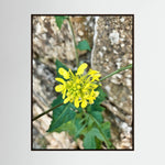 Sinapis Arvensis