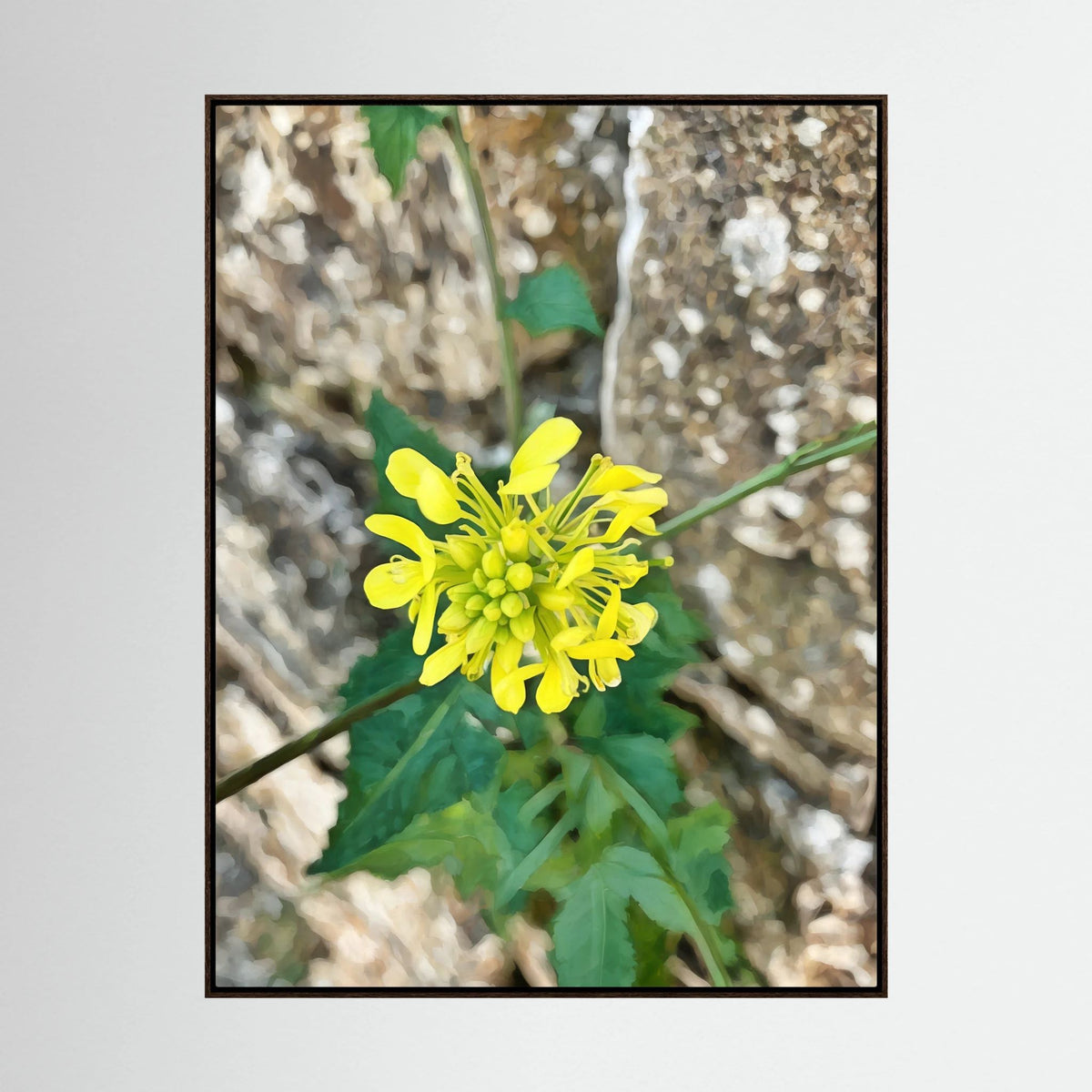 Sinapis Arvensis