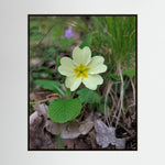 Primula
