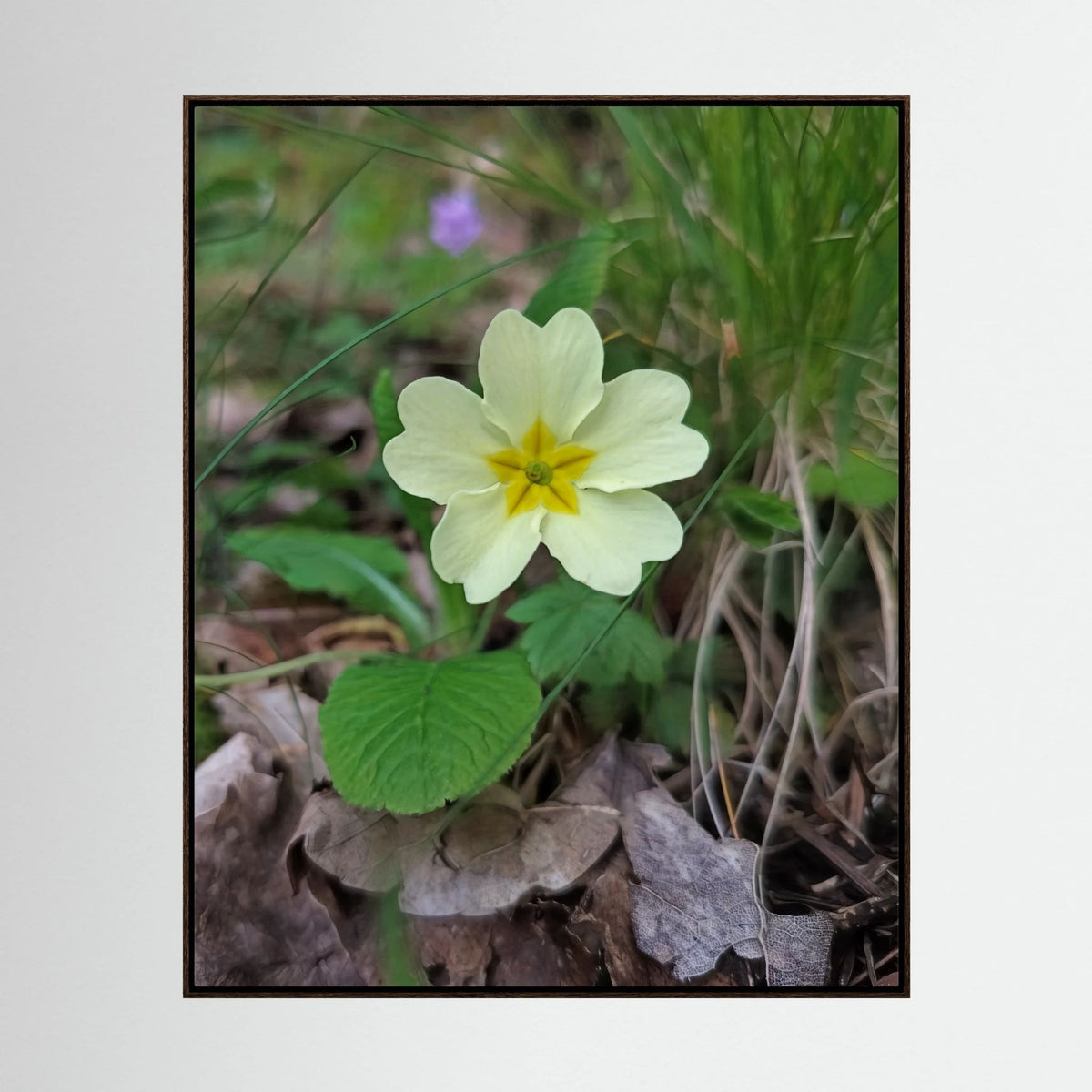 Primula