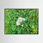 Thalictrum Aquilegiifolium
