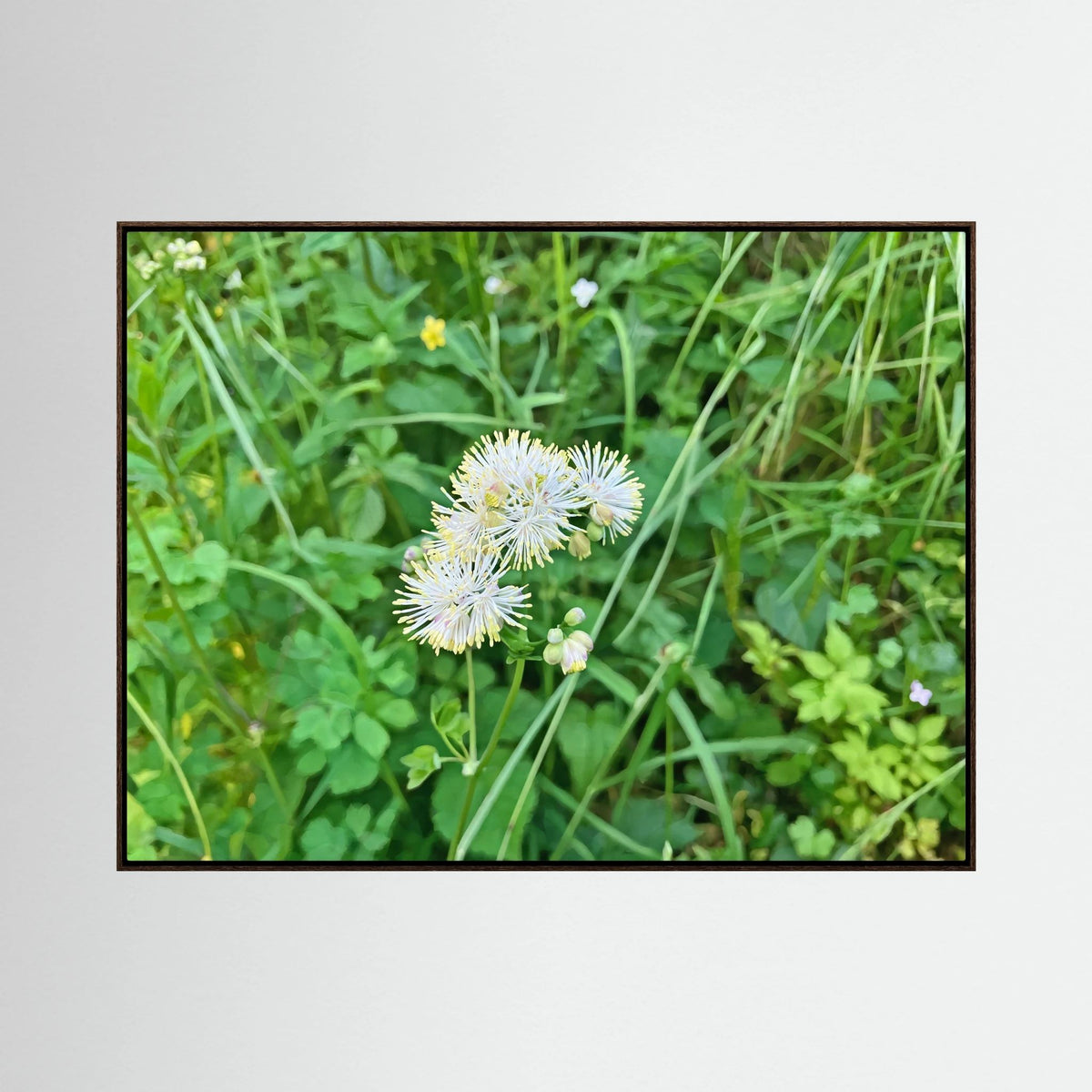 Thalictrum Aquilegiifolium