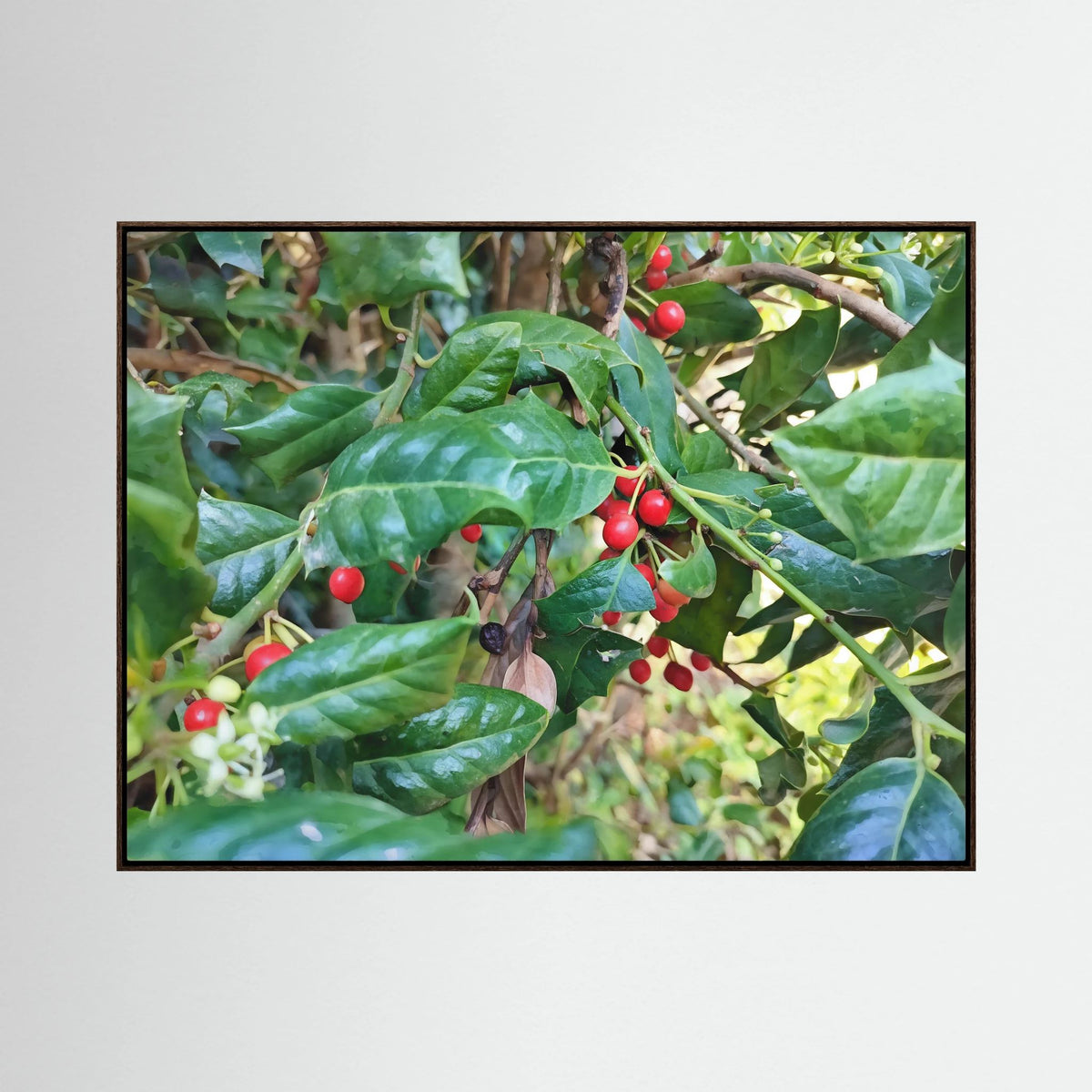 Ilex Aquifolium