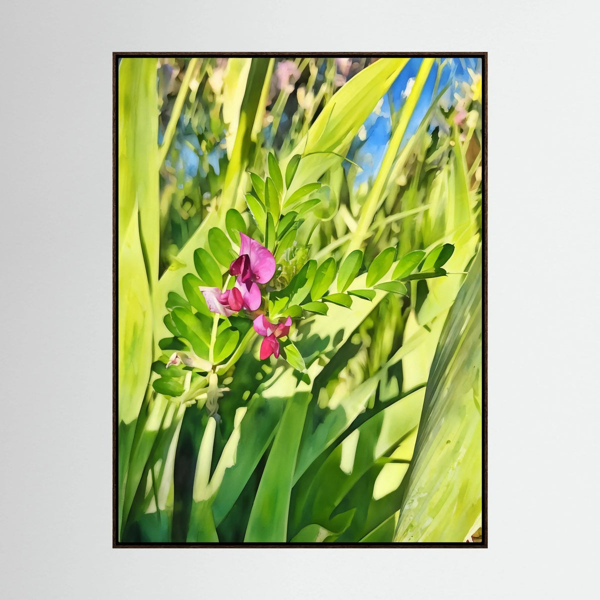 Vicia Sativa