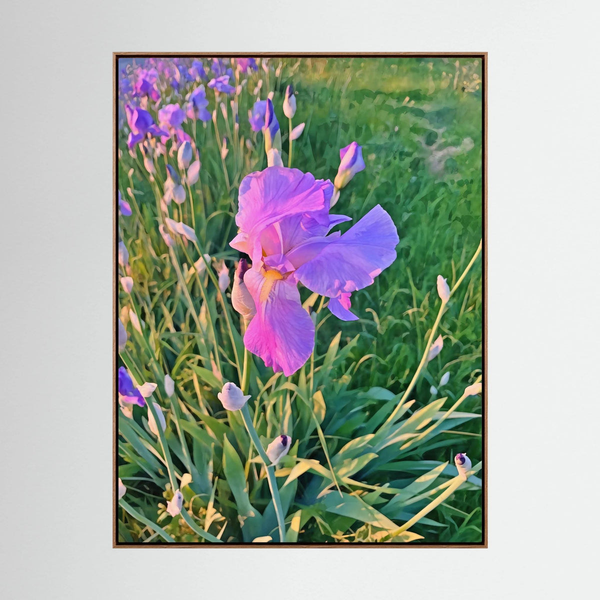 Iris