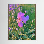 Iris