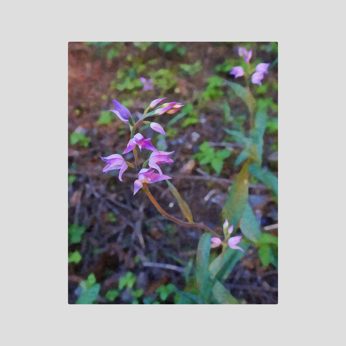 Cephalanthera Rubra