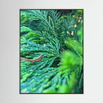 Thuja Plicata