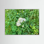 Thalictrum Aquilegiifolium