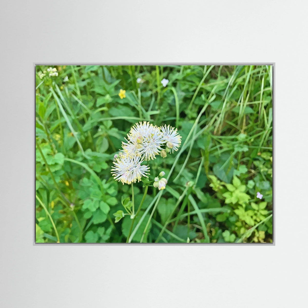 Thalictrum Aquilegiifolium