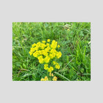 Euphorbia Cyparissias