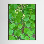 Tilia Tree Leaves