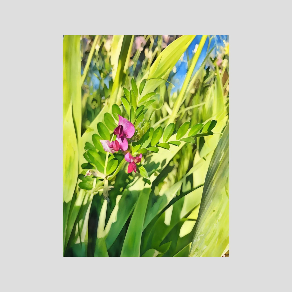 Vicia Sativa