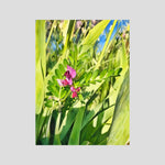 Vicia Sativa