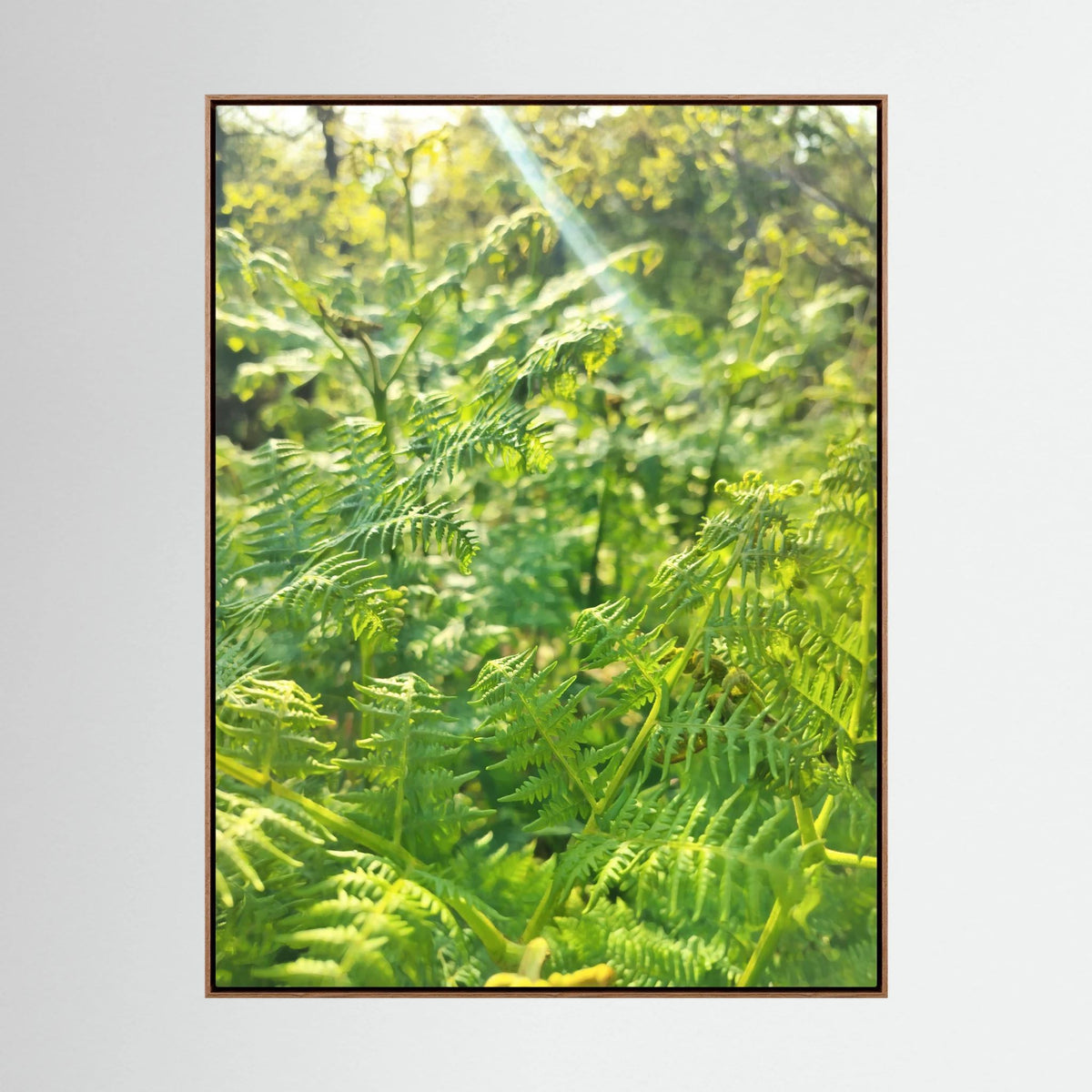 Felce Aquilina (Pteridium Aquilinum)
