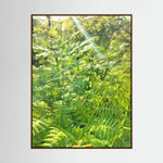 Felce Aquilina (Pteridium Aquilinum)