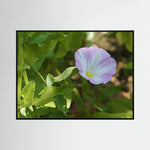 Convolvulus Arvensis