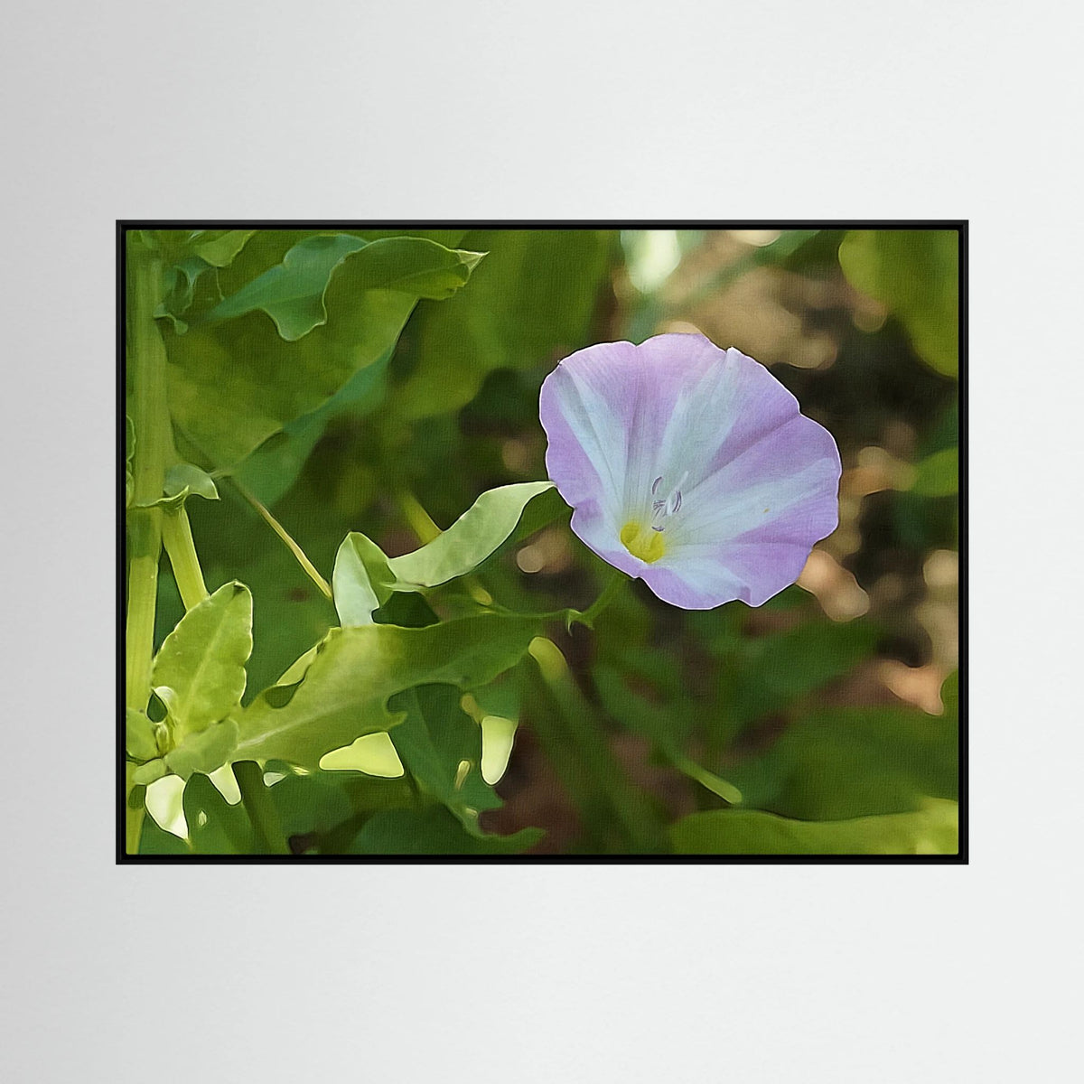 Convolvulus Arvensis