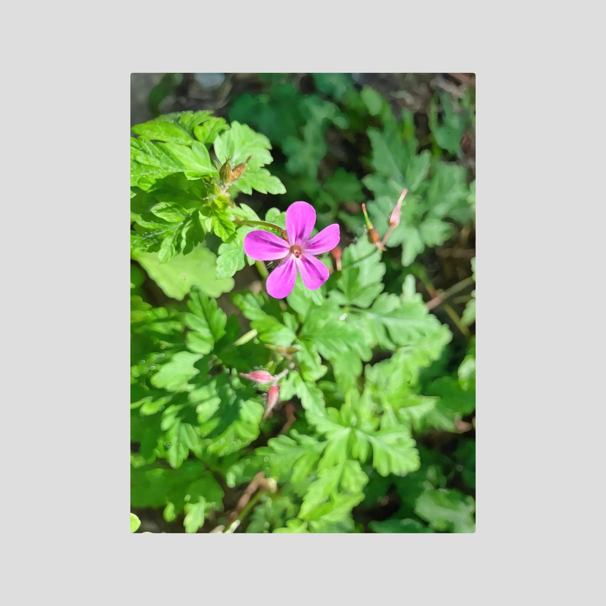 Geranium Robertianum