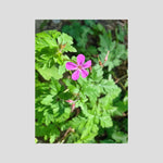 Geranium Robertianum