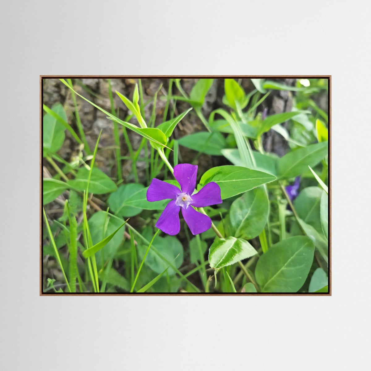 Vinca Major