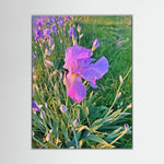 Iris
