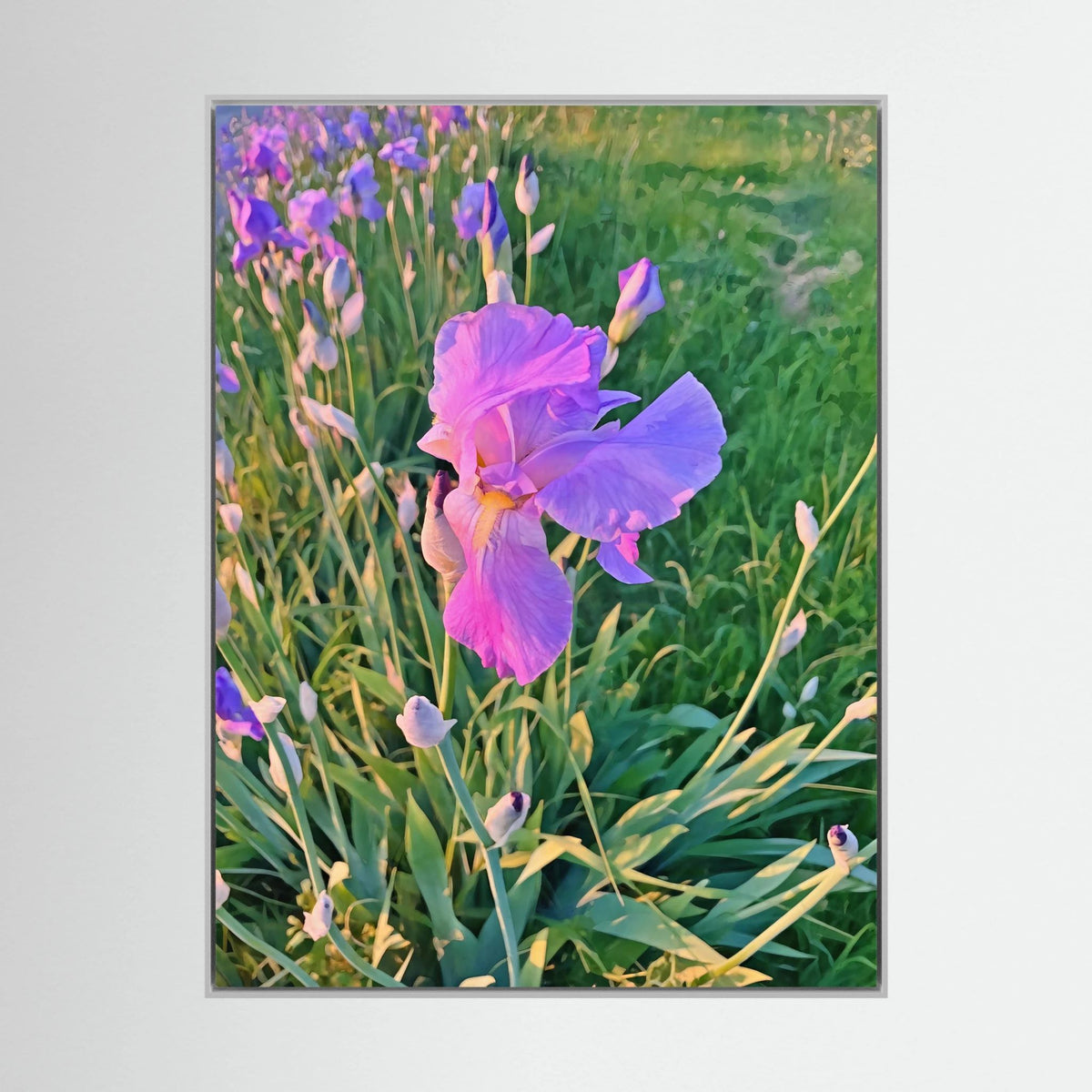 Iris