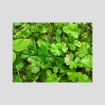 Geranium Lucidum