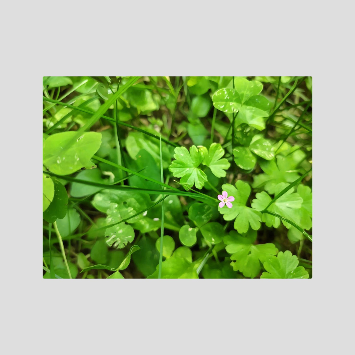 Geranium Lucidum