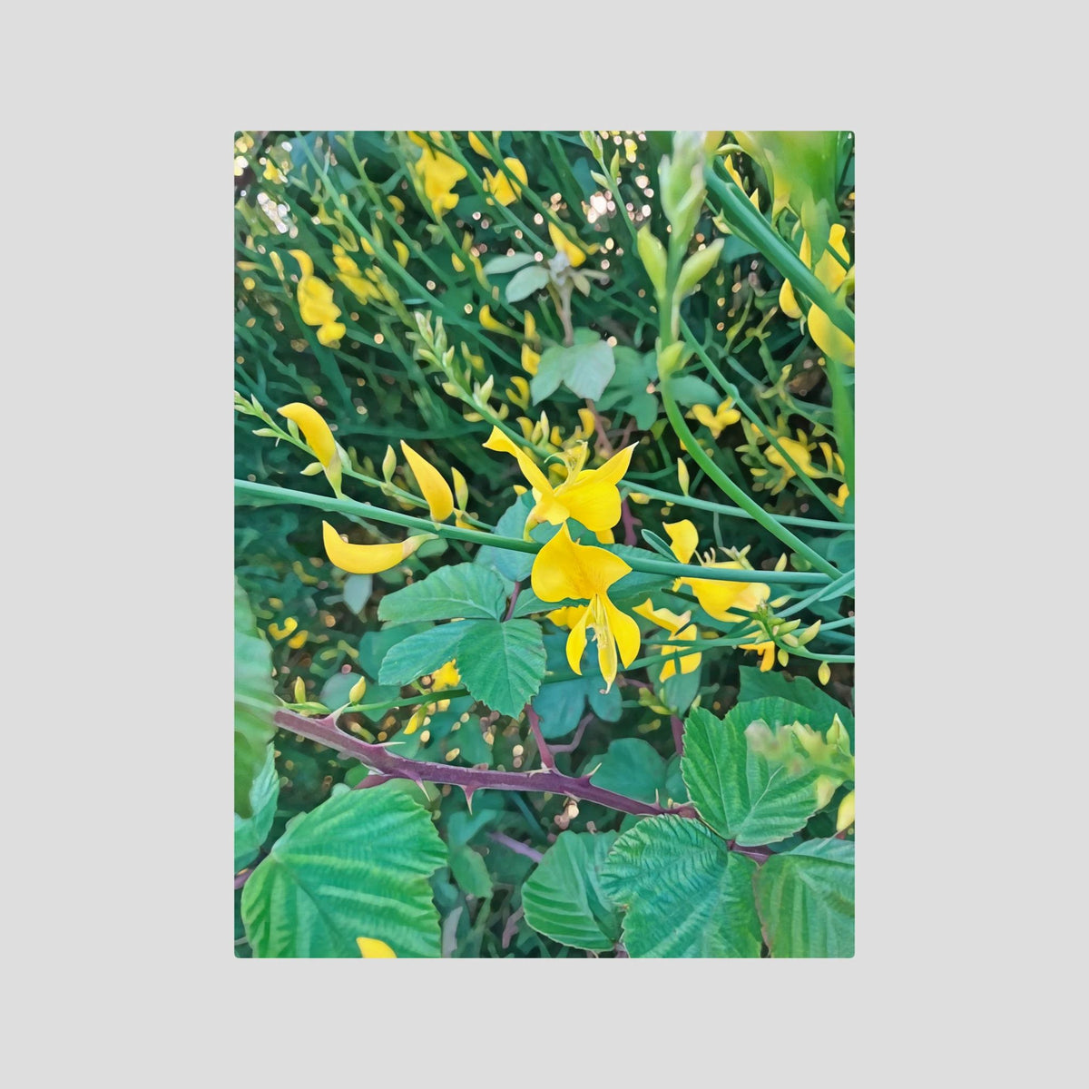 Spartium Junceum
