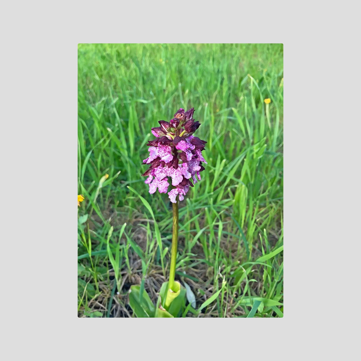 Orchis Purpurea