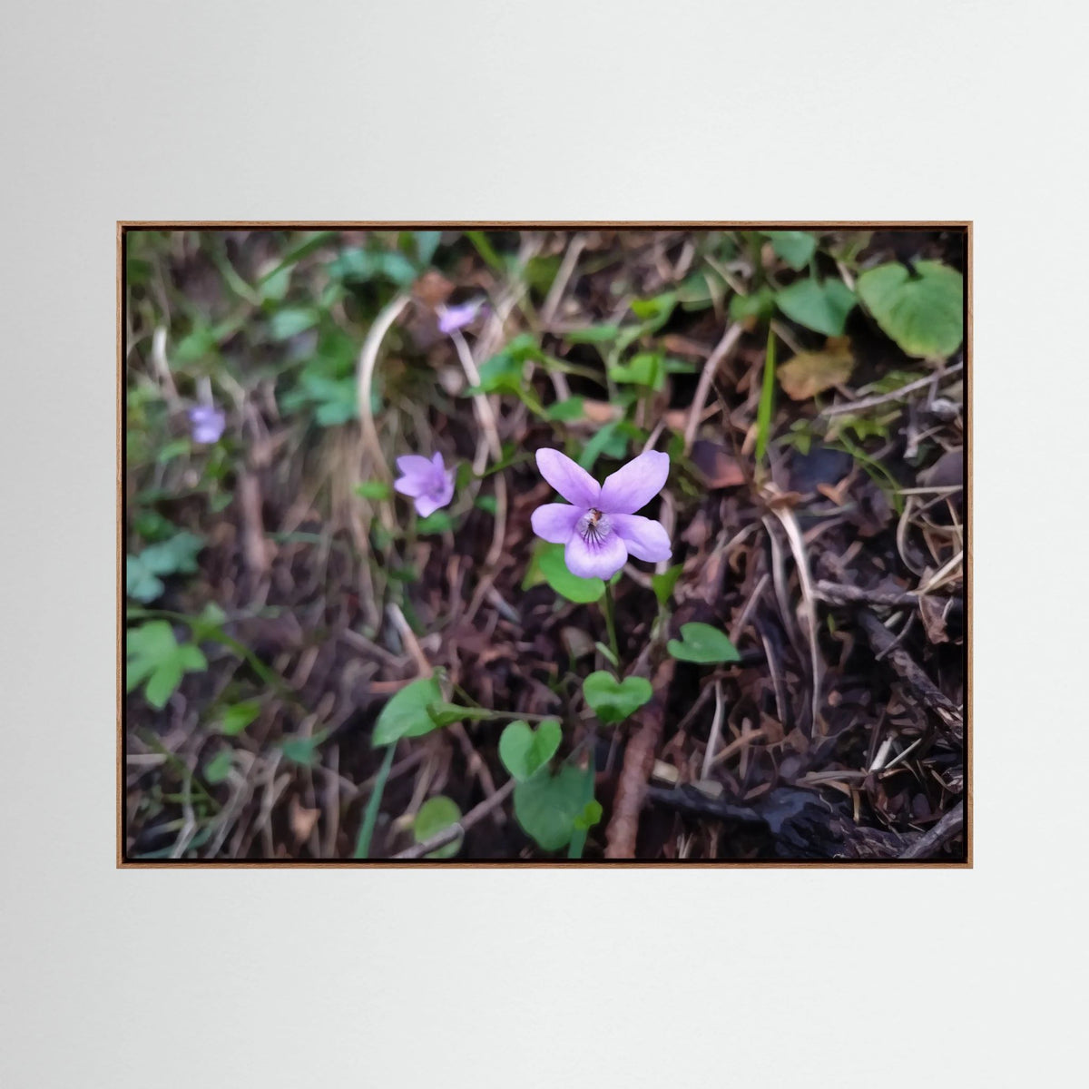 Violet Blossom