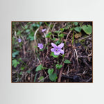Violet Blossom