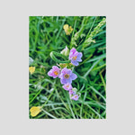 Allium Roseum
