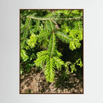 Abies Alba