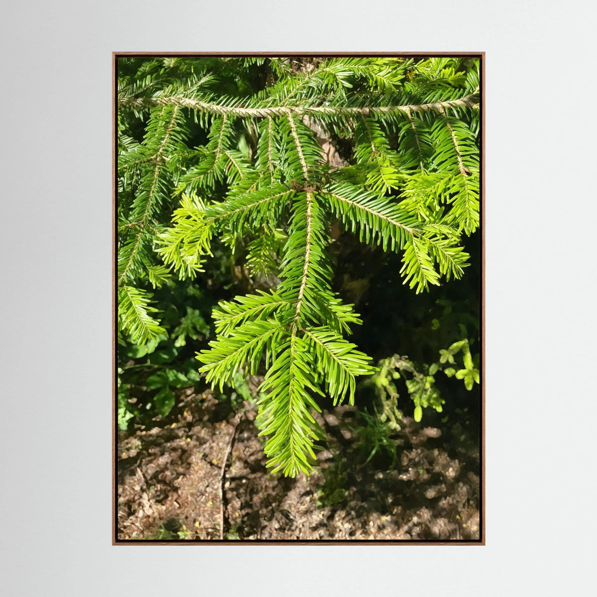 Abies Alba